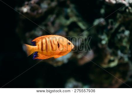 Flame Angelfish, Flame Angel Fish, Flame Angel Or Centropyge Loricula Swimming In Aquarium.