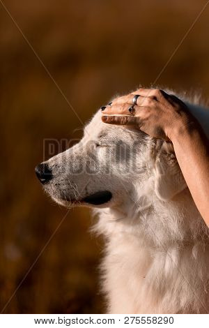 Beautiful Portrait Womenpet Cool White Dog Morema Sit On Grass In Mountain