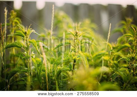 Twigs Of Wild Plant Nettle - Stinging Nettle - Urtica Dioica In Summer Spring Meadow At Sunset Sunri
