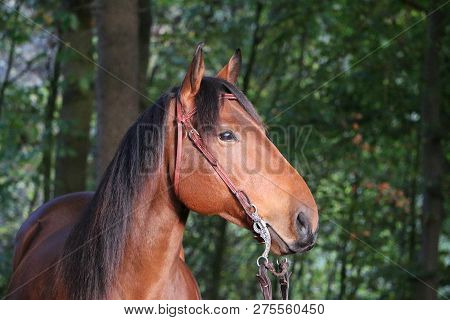 Beautiful Brown Quarter Horse Head Portrait In The Autumn Forest