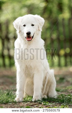 Portrait Cute Dog Morema Sit On Grass