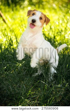 Portrait Amaizing Cool Jack Russell Terrier Puppy Jump In The Geen Park