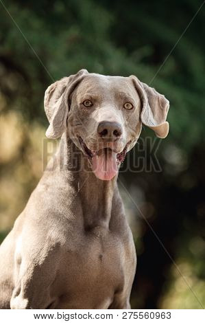 Portrait Amaizing Beautiful Veimoranner In The Park