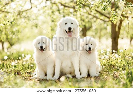 Amazing Portrait Of Three White Dogs Morema Sit On Grass