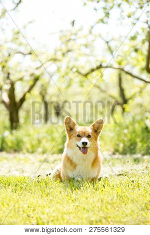 Amaizing Portrait Of Cool Corgi Dog Sit In The Sunny Park