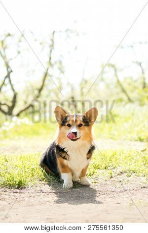 Amaizing Portrait Of Cool Corgi Dog Sit In The Sunny Park On Road
