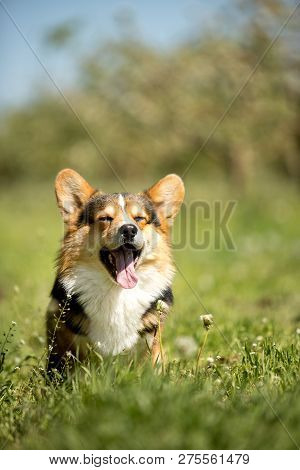 Amaizing Portrait Of Cool Corgi Dog Sit In The Sunny Park On Grass