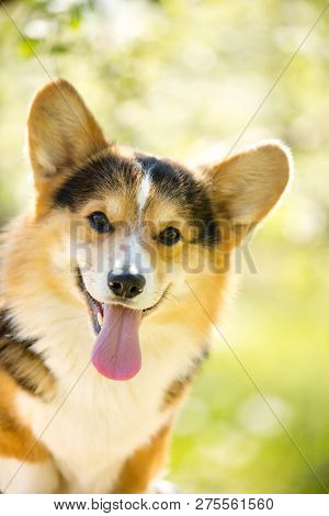 Amaizing Portrait Of Corgi Dog Sit In The Sunny Park On Grass And Smiling