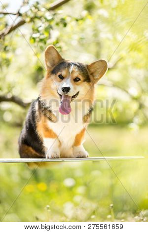 Amaizing Corgi Dog Sit In The Sunny Park On Grass And Smiling