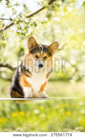 Amaizing Corgi Dog Sit In The Sunny Park On Grass And Smiling
