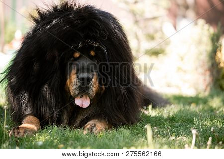Amaizing Tibetan Mastiff Dog Lay In The Sunny Park On Grass