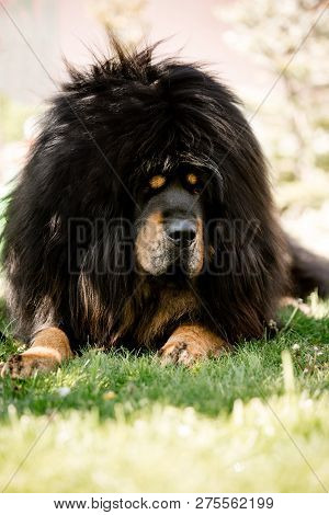 Cool Amaizing Tibetan Mastiff Dog Lay In The Sunny Park On Grass