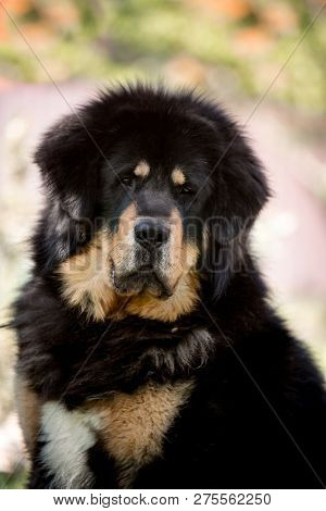 Serious Amaizing Tibetan Mastiff Dog In The Sunny Park On Grass