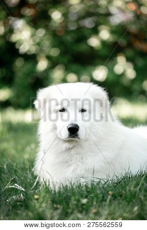 Amazing Portrait Smiling Dog Morema Lay On Grass In Sunshine