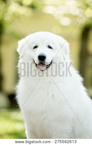 Amazing Portrait Smiling Dog Morema Sit On Grass In Sunshine