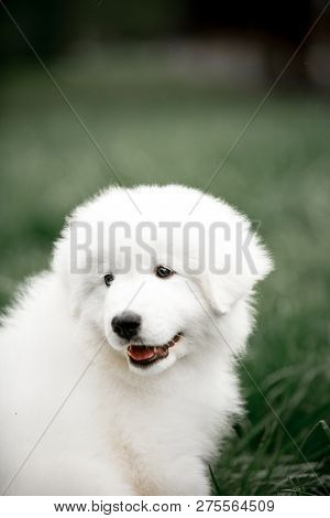 Amazing Portrait Smiling Dog Puppy Morema Stay On Grass In Sunshine