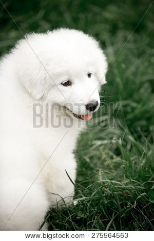 Amazing Portrait Smiling Dog Puppy Morema Stay On Grass