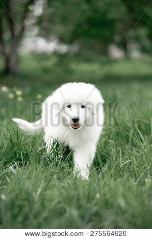 Amazing Portrait Dog Puppy Morema Go On Grass