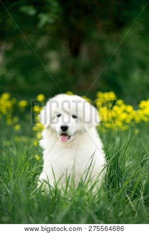 Amazing Cute Portrait Dog Puppy Morema On Grass