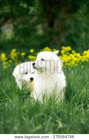 Amazing Cute Portrait Two Dogs Puppy Morema On Grass