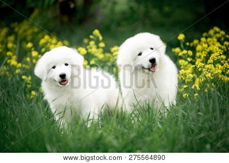 Cute Portrait Of Two Dog Puppy Morema On Grass With Flowers