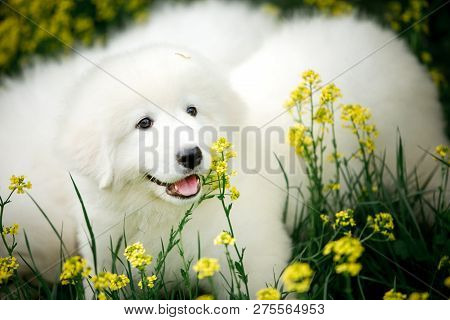 Portrait Of Two Dog Puppy Morema On Grass With Flowers