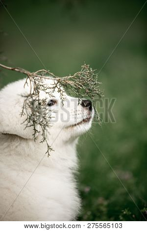 Amazing Cute Portrait Dog Puppy Morema On Grass In Flowers With Stick On Nose