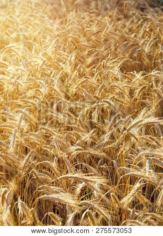 Spelt (triticum Spelta), Also Known As Dinkel Wheat Or Hulled. Cereal. Grain Crop, Species Of The Ge