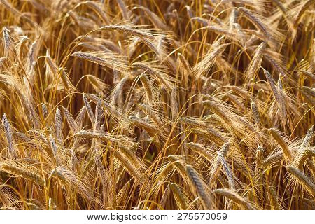 Spelt (triticum Spelta), Also Known As Dinkel Wheat Or Hulled. Cereal. Grain Crop, Species Of The Ge