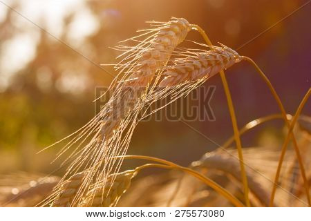Spelt (triticum Spelta). Cereal, Close Up, Day