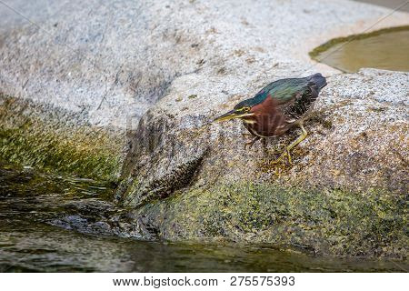 Beautiful Least Bittern Bird Close Up Hunting