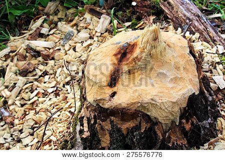 Closeup Of A Tree Stump Chewed By A Beaver