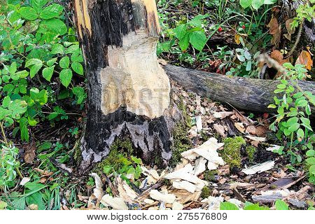 The Base Of Tree Being Chewed By A Beaver