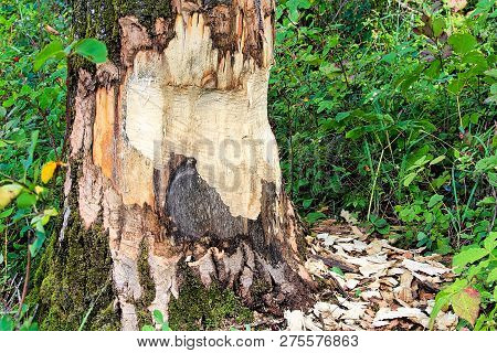 The Base Of Tree Being Chewed By A Beaver