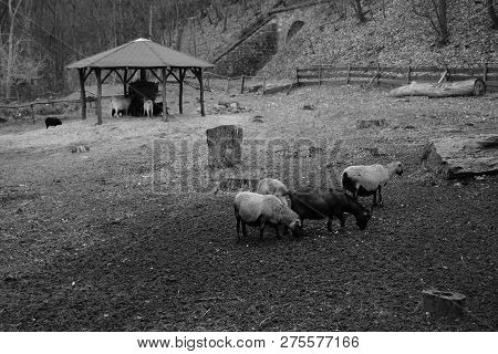 Oparno, Czech Republic - December 19, 2018:  Goats On A Farm In Oparenske Udoli Valley In Forest In