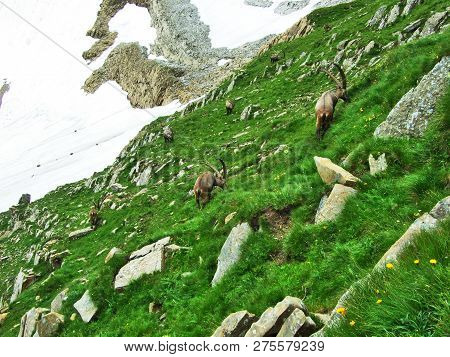 Flock Of Chamois Or Rupicapra Rupicapra L. N The Outskirts Of The Mountain Mass Alpstein - Canton Of