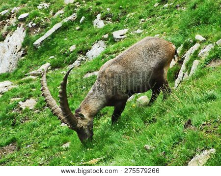 Flock Of Chamois Or Rupicapra Rupicapra L. N The Outskirts Of The Mountain Mass Alpstein - Canton Of