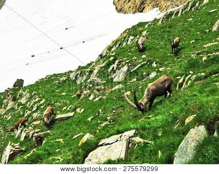 Flock Of Chamois Or Rupicapra Rupicapra L. N The Outskirts Of The Mountain Mass Alpstein - Canton Of