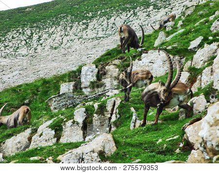 Flock Of Chamois Or Rupicapra Rupicapra L. N The Outskirts Of The Mountain Mass Alpstein - Canton Of