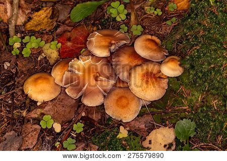 Armillaria Summer (kuehneromyces Mutabilis). Edible Mushroom. Group Of Mushrooms In Autumn Forest