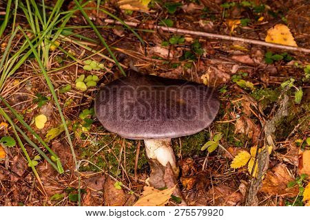 Cobweb Bluish-belted (cortinarius Balteatocumatilis). Inedible Fungus. Purple Mushroom In Autumn For