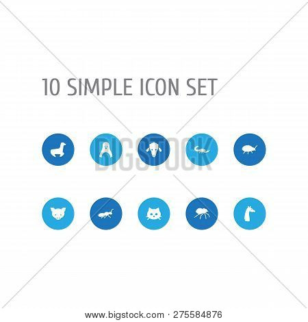 Set Of 10 Alive Icons Set. Collection Of Ant, Penguin, Spider And Other Elements.