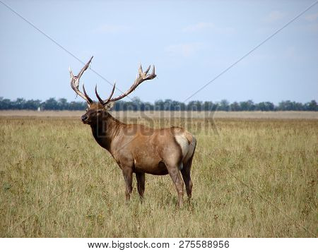 Deer, A Pack Of Deer In The Meadow