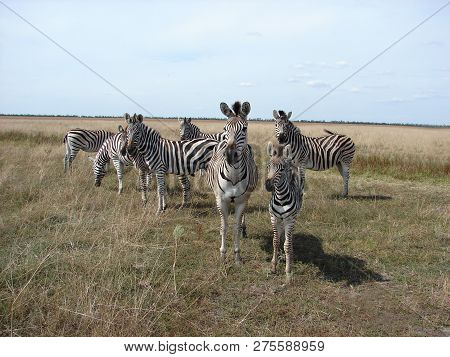 Zebras, A Flock Of Zebras In The Meadow