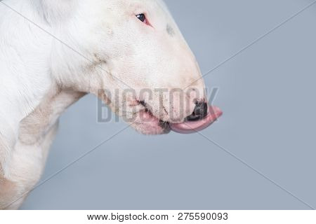 Hungry Bull Terrier Dog Showing Tongue On Blue Empty Background