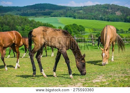 Warm Blood Horses, Mares And Their Foals, Grazing On Green Grass In A Pasture, Sunny Spring Day At A