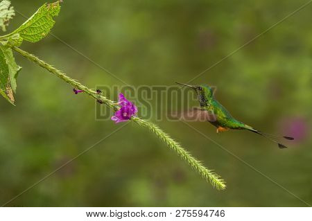 Booted Racket-tail, Ocreatus Underwoodi Hovering Next To Violet Flower, Bird From Tropical Forest, M