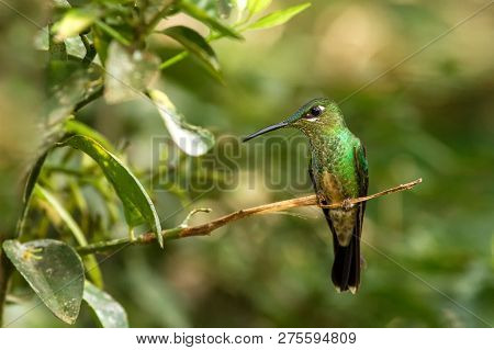 Booted Racket-tail, Ocreatus Underwoodi Sitting On Branch, Bird From Tropical Forest, Manu National 