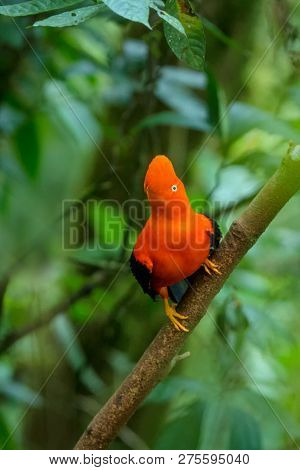 Male Of Andean Cock-of-the-rock (rupicola Peruvianus) Lekking And Dyplaing In Front Of Females, Typi