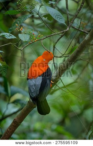 Male Of Andean Cock-of-the-rock (rupicola Peruvianus) Lekking And Dyplaing In Front Of Females, Typi